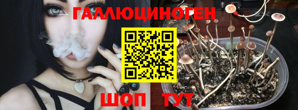 Псилоцибиновые грибы GOLDEN TEACHER  продажа наркотиков  Минусинск  Вход с VPN 